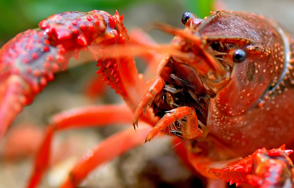 瘋狂的小龍蝦，瘋狂的餐飲業(yè)！這到底怎么了？|餐飲界