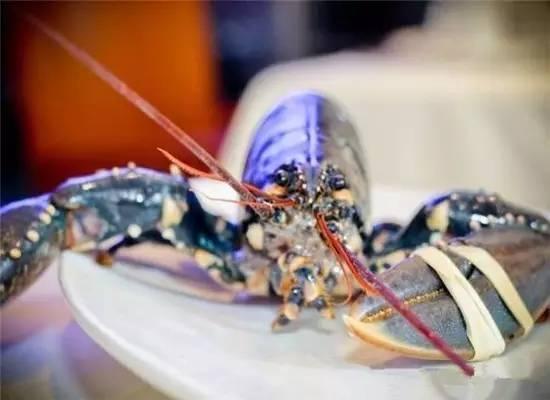 知識(shí)庫(kù)｜200萬(wàn)只龍蝦中才出現(xiàn)1只藍(lán)龍蝦，太矜貴了！|餐飲界