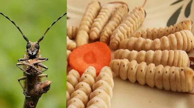 知識(shí)庫(kù)｜蟲(chóng)類食材身價(jià)勝人參，餐廳秋冬菜譜敢放不？|餐飲界