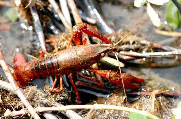 小龍蝦供應(yīng)鏈源頭大比拼，產(chǎn)地之爭到底在爭什么？|餐飲界