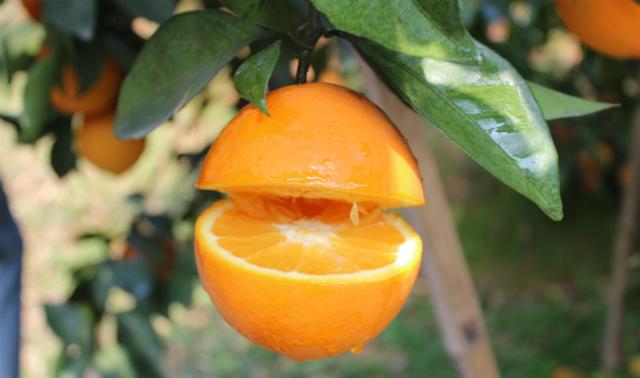 江西贛南臍橙：一種嘗了就想拔草的甜鮮橙！