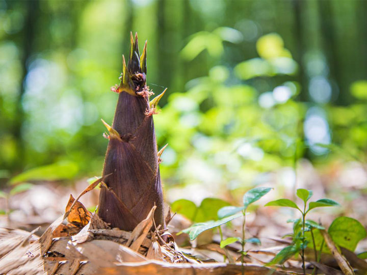 吃膩了麻辣鮮香的火鍋，不妨來嘗嘗這些春天的美食解解葷