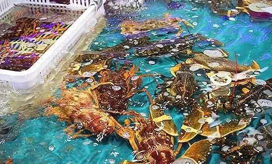 海鮮之戰(zhàn)：上半場(chǎng)活鮮炒作已曲終，下半場(chǎng)冷凍海鮮厚積薄發(fā)？|餐飲界