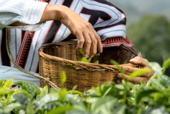 喜茶推出“龍井·芝士糯糯”，三重味蕾演繹春茶新風(fēng)味