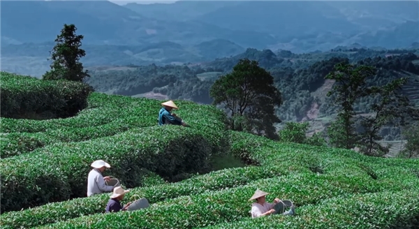奢配180斤茉莉花，檸季讓香氣沉浸至最后一口